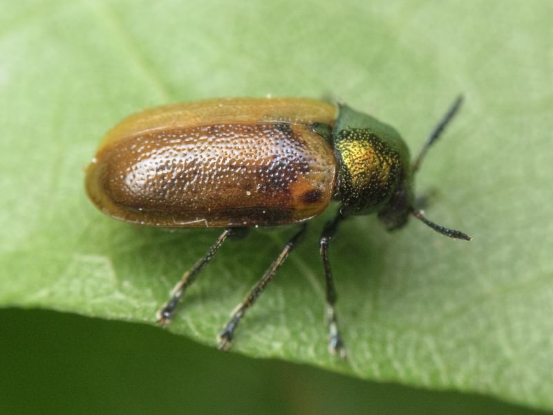 Labidostomis longimana (Linnaeus, 1760)